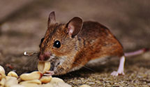 24 Hour & Emergency Exterminators in Gleniron, PA
